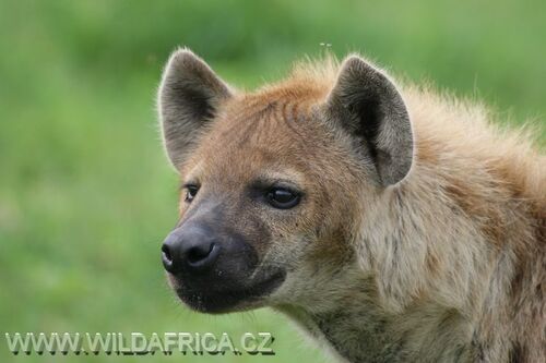 hyena skvrnitá je vynikající lovec